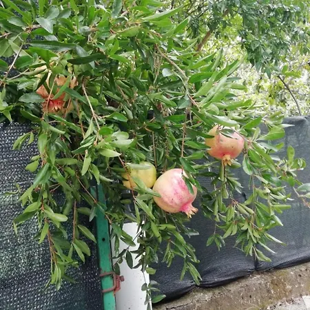 Le Donne Di Giannino 3*