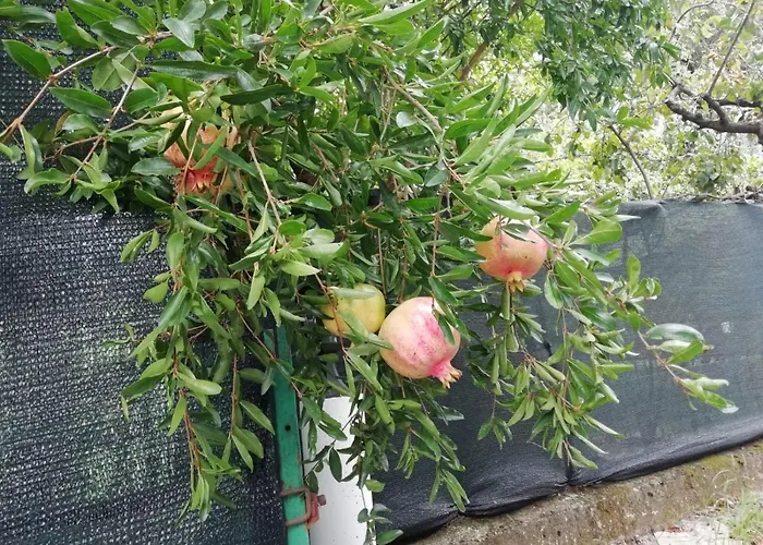 Le Donne Di Giannino 3*